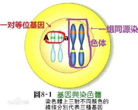 等位基因