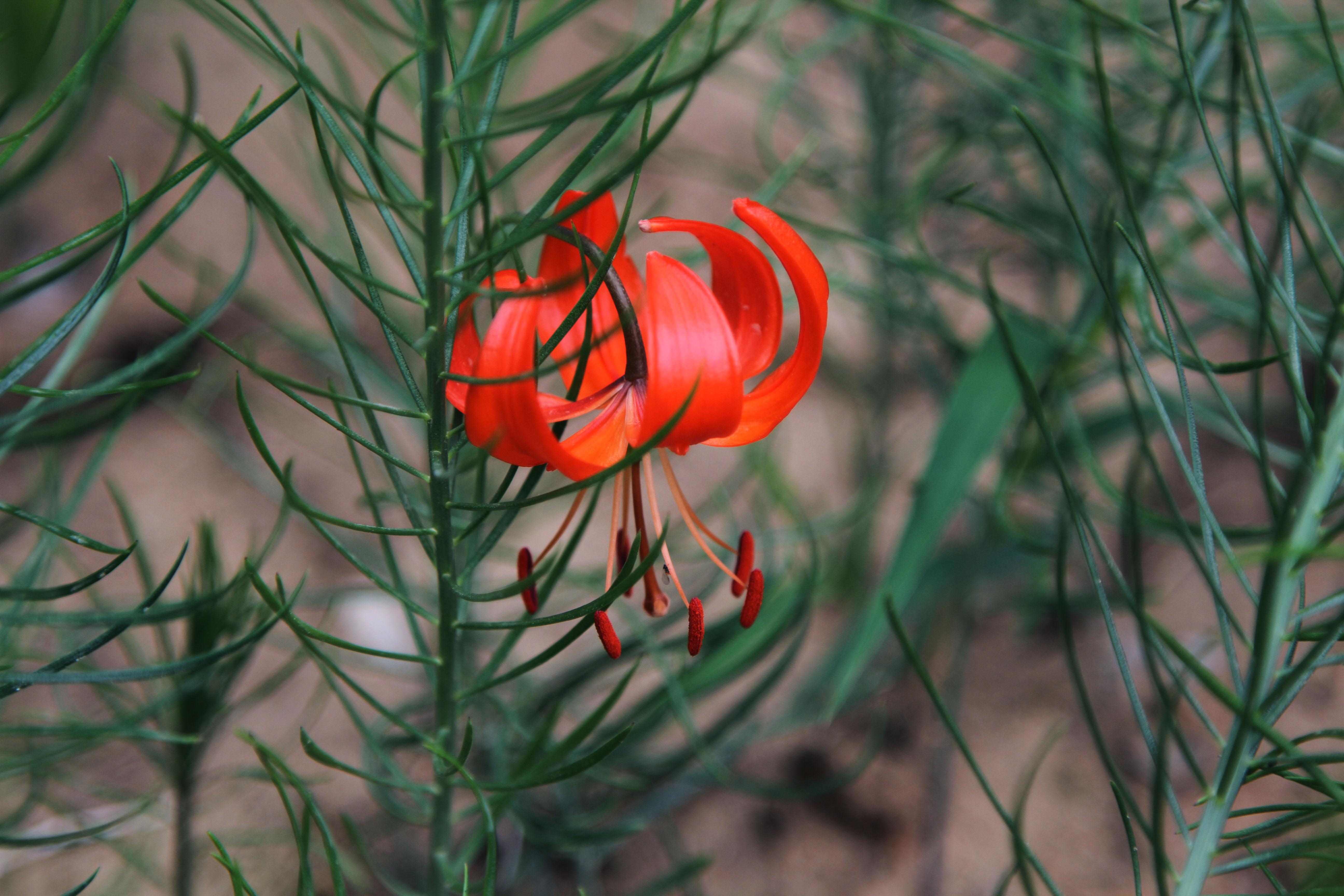 山丹丹花单生或数朵排成总状花序,鲜红色,通常无斑点,有时有少数.