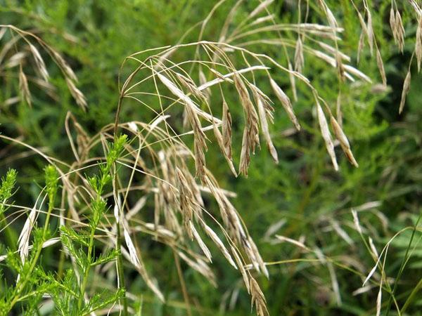 雀麦草