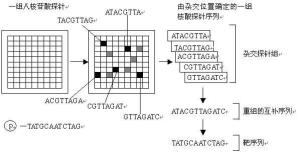 生物芯片