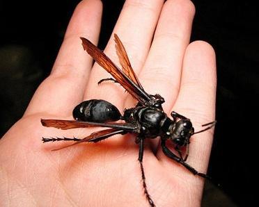 沙漠蛛蜂(学名:hemipepsis ustulata)属膜翅目胡蜂科,体长可达50mm