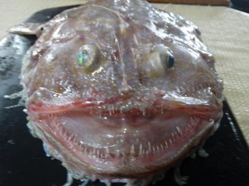 鮟鱇鱼
