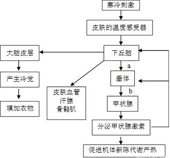 体温调节中枢