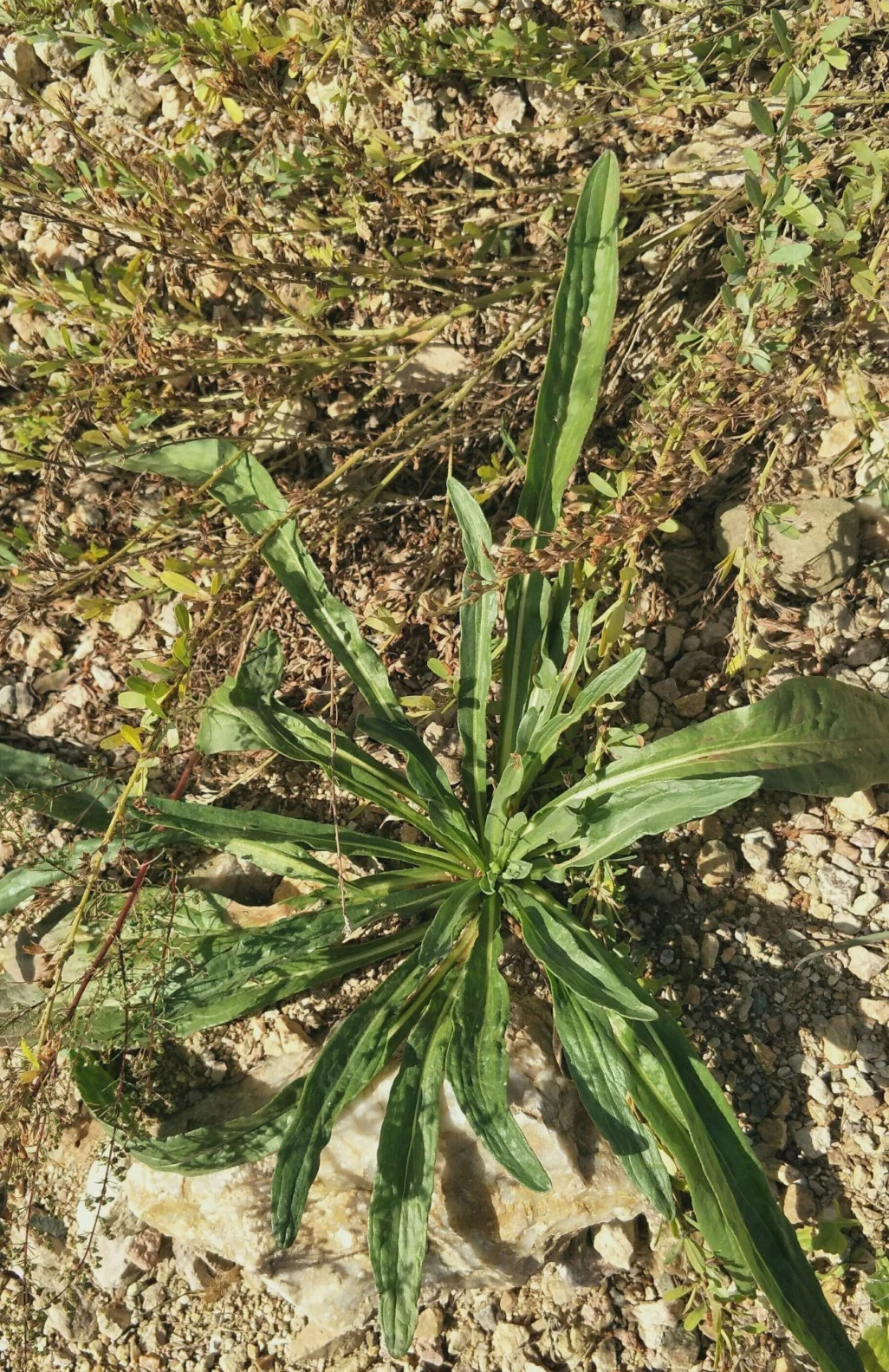 野塘蒿