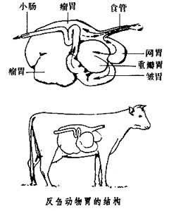 按食物运转次序,从前到后分别叫做瘤胃,网胃,瓣胃,皱胃(见图反刍动物