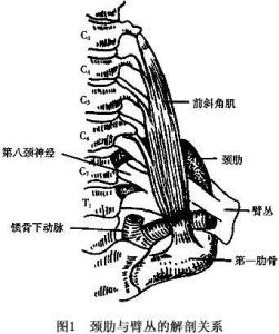颈肋