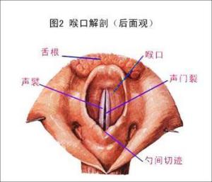 急性咽喉炎是咽喉黏膜,黏膜下组织和淋巴组织的急性炎症,冬季和春季最