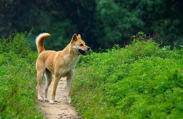 中华田园犬