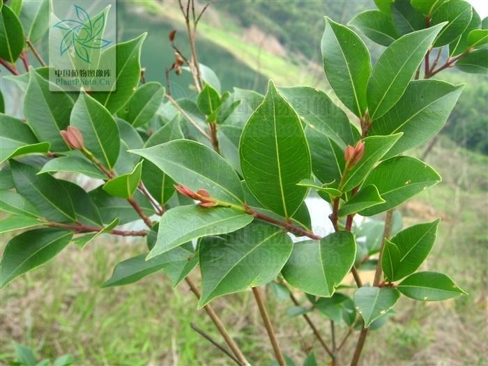 子凌蒲桃,别名:子凌树,拉丁文名:syzygium championii (benth.