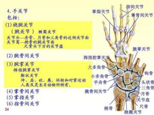 右上肢机器碾压伤修复肌键及手关节囊