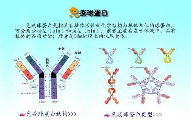 免疫球蛋白e