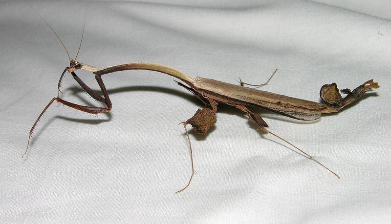 全部版本 最新版本  马来树枝螳螂是世界上最大的螳螂.