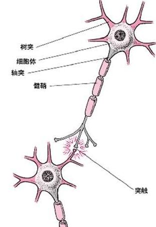 (一)胆碱能神经(cholinergic nerve)能合成ach,兴奋时从末梢释放ach.