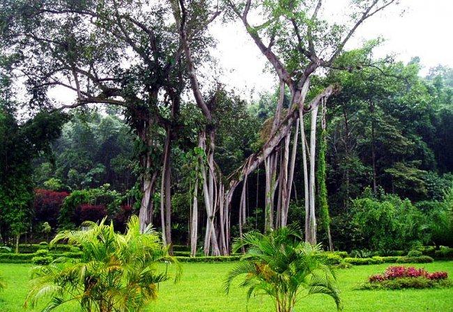 湛江南亚植物园