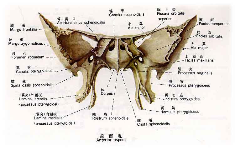 全部版本 历史版本    蝶骨(sphenoid bone)位于颅底中央,形如蝴蝶