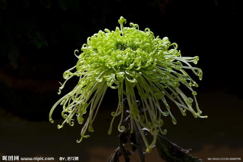 绿菊
