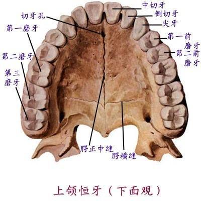 上颌:读shànghé,指口腔的上部.