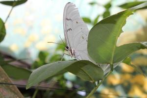 多音白闪蝶(morpho polyphemus(westwood 1850,是鳞翅目,蛱蝶科