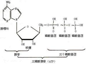 腺嘌呤核苷三磷酸