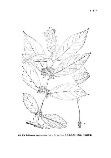 缙云紫珠