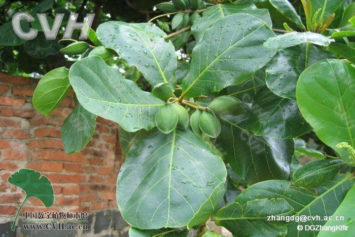 中国有8种,产西南部至台湾  纲 双子叶植物纲 属 榄仁树属,也称诃子属