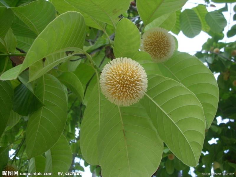 很高的树是什么品种 800