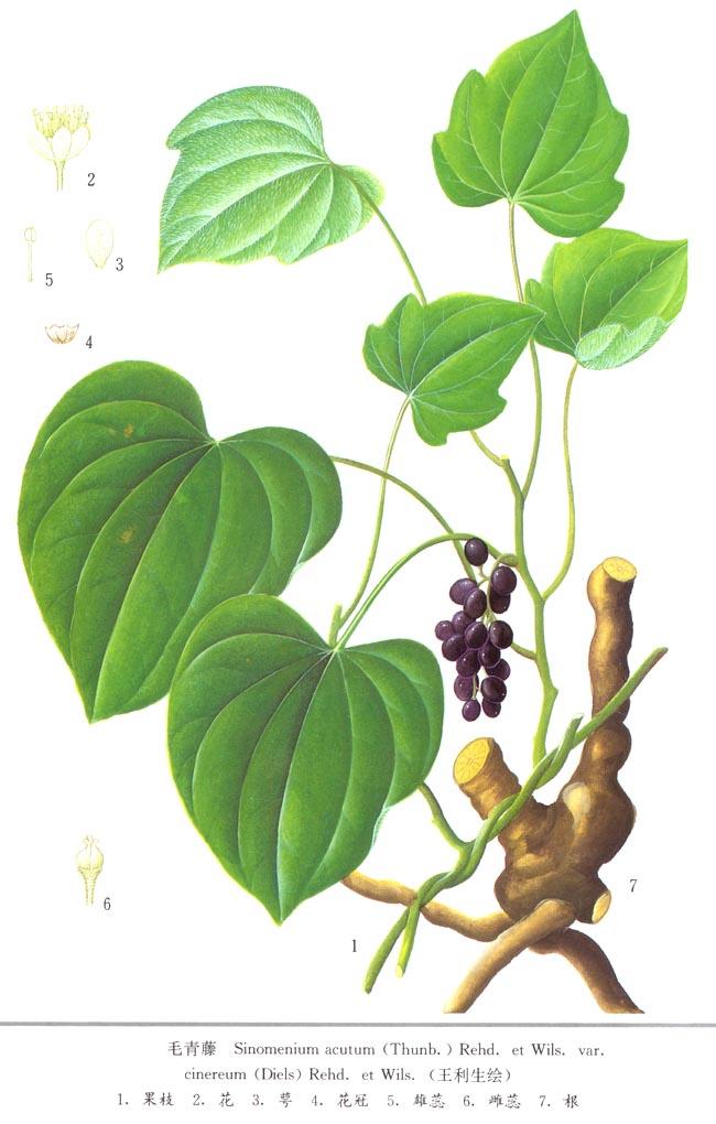 青风藤(防己科植物)