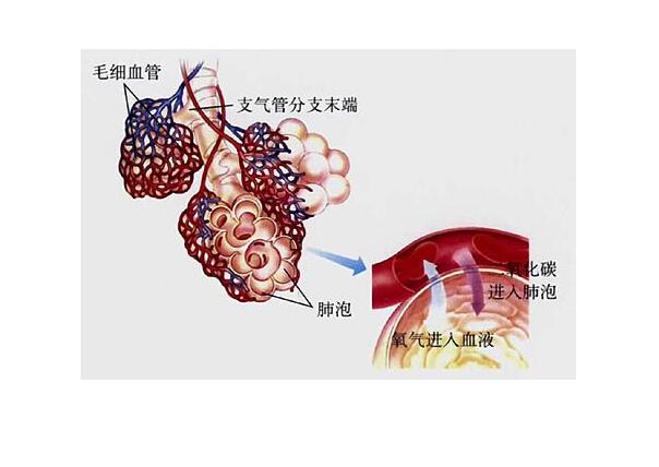其大小约为0.2 mm.许多肺泡共同的开口于肺泡囊.