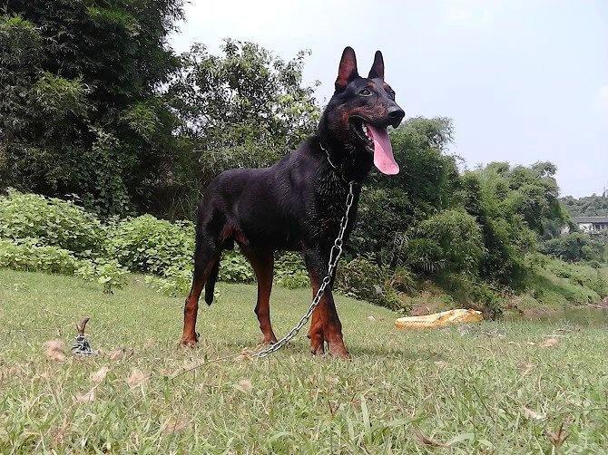 红犬