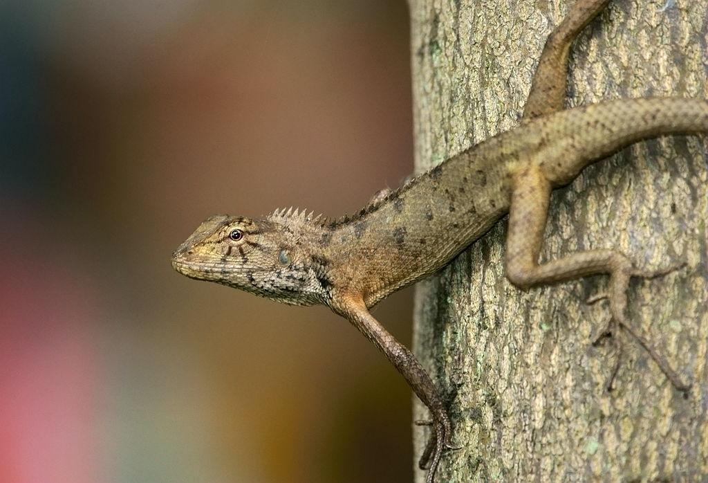 名:calotes versicolor)为鬣蜥科树蜥属的爬行动物,别称马鬃蛇,雷公蛇