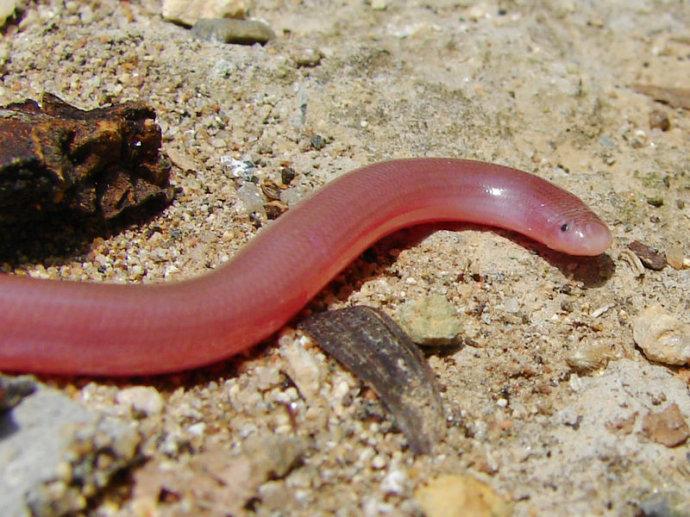 目录 基本内容  真蚓科caeciliidae:蚓螈目的一科.