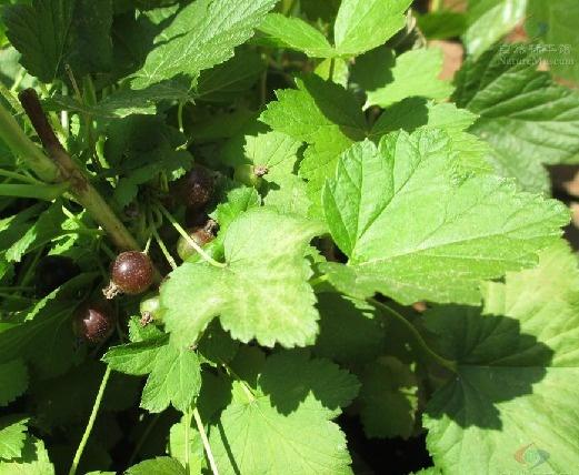 蒲子是什么植物 800