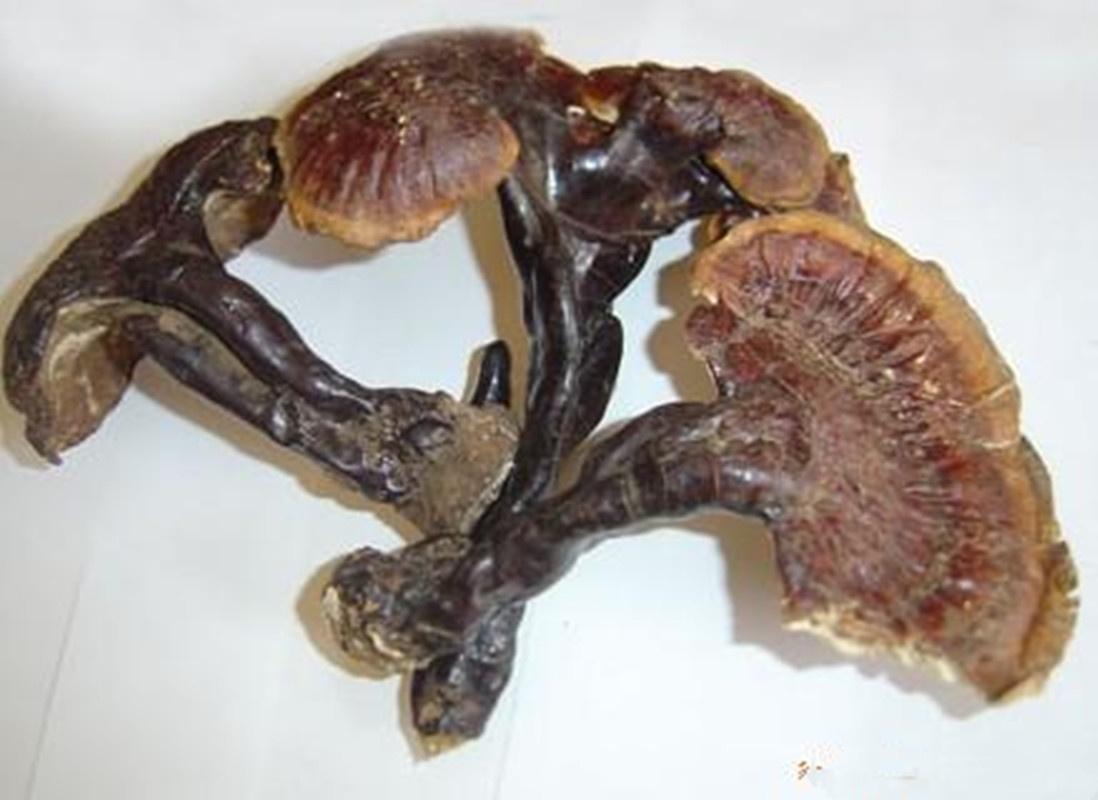 灵芝排名_野生灵芝图片