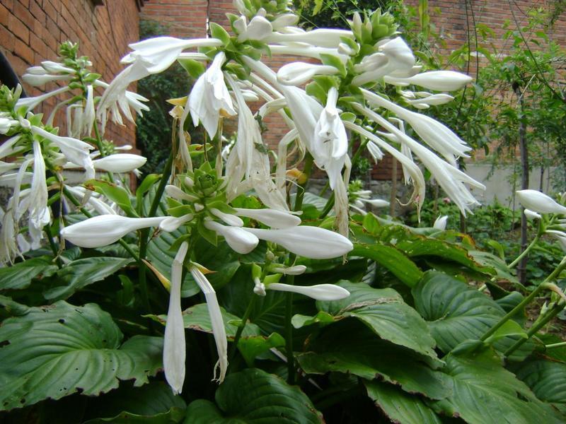 玉簪花(百合科植物)