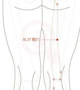 殷门穴是足太阳膀胱经的常用腧穴之一,位于大腿后面,承扶穴与委中穴的