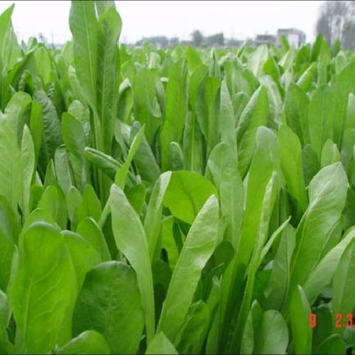 鲁梅克斯是鲁梅克斯k-1杂交酸模的简称,学名巴天酸模,又称洋铁叶子
