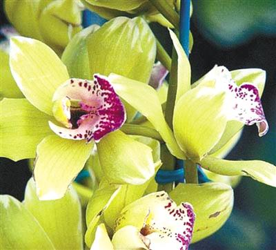 最名贵的花_中国最名贵的花 最贵兰花5000千万图片 最高贵的花 世界上最