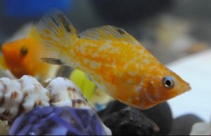 玛丽鱼玛丽鱼玛丽鱼玛丽鱼玛丽鱼词条信息词条浏览:11