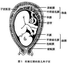 胎膜