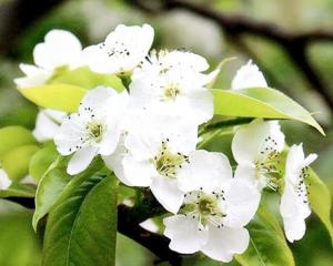 梨花(拉丁学名:pyrus spp.),为蔷薇科梨属植物.