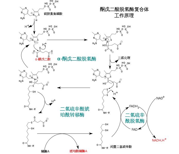 酮戊二酸脱氢酶