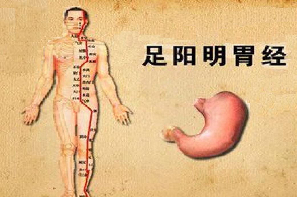 足阳明胃经
