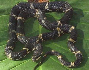 蛇属于大属相么 300