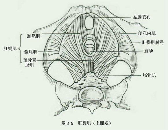 肛提肌