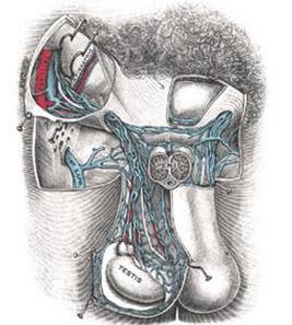 精索为睾丸,附睾,输精管提供血液供应,淋巴回流和神经支配的柔软圆索.