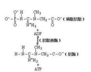 肌酸激酶