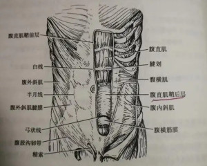 腹股沟韧带