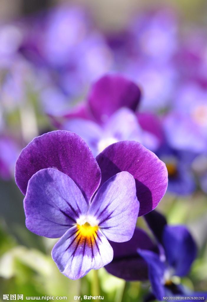 三色堇花图片大全 0