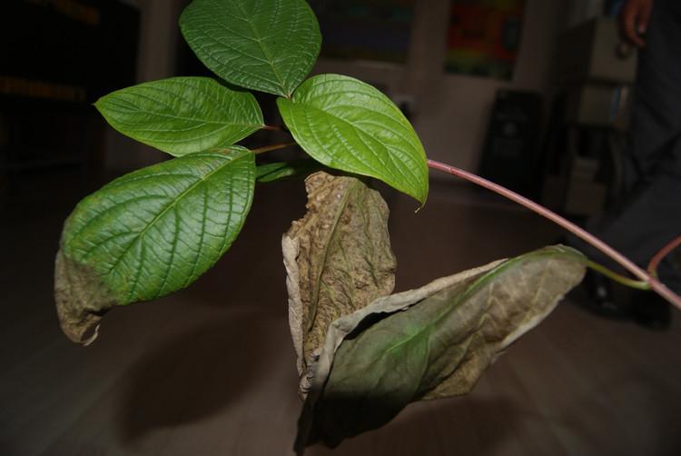植物病害症状