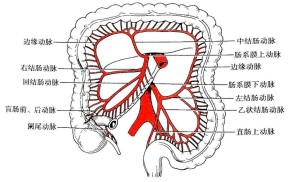 长支发出后很快分为前后两支,沿结肠的系膜缘前,后经浆膜层与肌层之间
